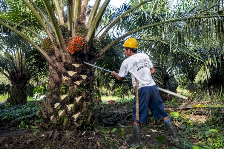 Harga TBS Sawit Jambi Turun Tipis, Per Kilonya Rp3.958,82, Berikut Harga Baru TBS 17-23 April 2026   