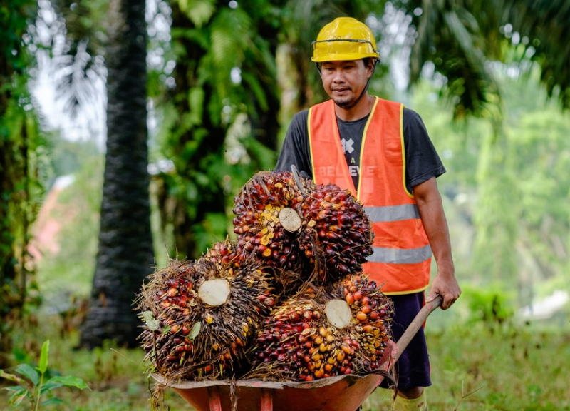 Harga TBS Sawit Sumsel Periode I Juni 2026 Tembus Rp3.592 per Kg, Berikut Daftar Harganya