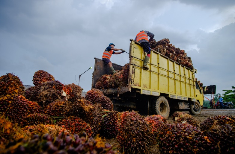 Tembus Rp3.913,28 per Kg, Harga TBS Sawit Pekebun Swadaya di Riau Naik Pekan Ini